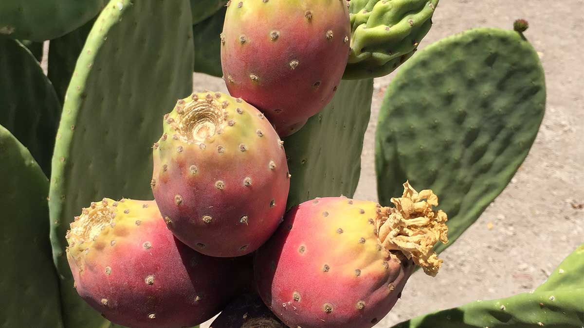 Football-shaped red and yellow fruit the size of a large fist growing on a tall, spineless succulent opuntia ficus indica plant.