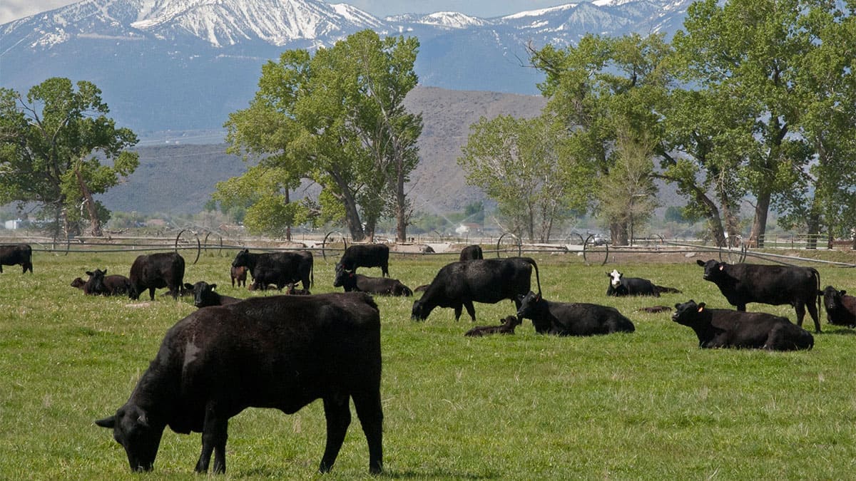 Under a stormy sky and below snow-capped mountains, a herd of chocolate brown cows graze and lie on a green field. In the distance, a water wheel irrigation system sends water in arches across the field. A few tall, leafy green trees dot the area.