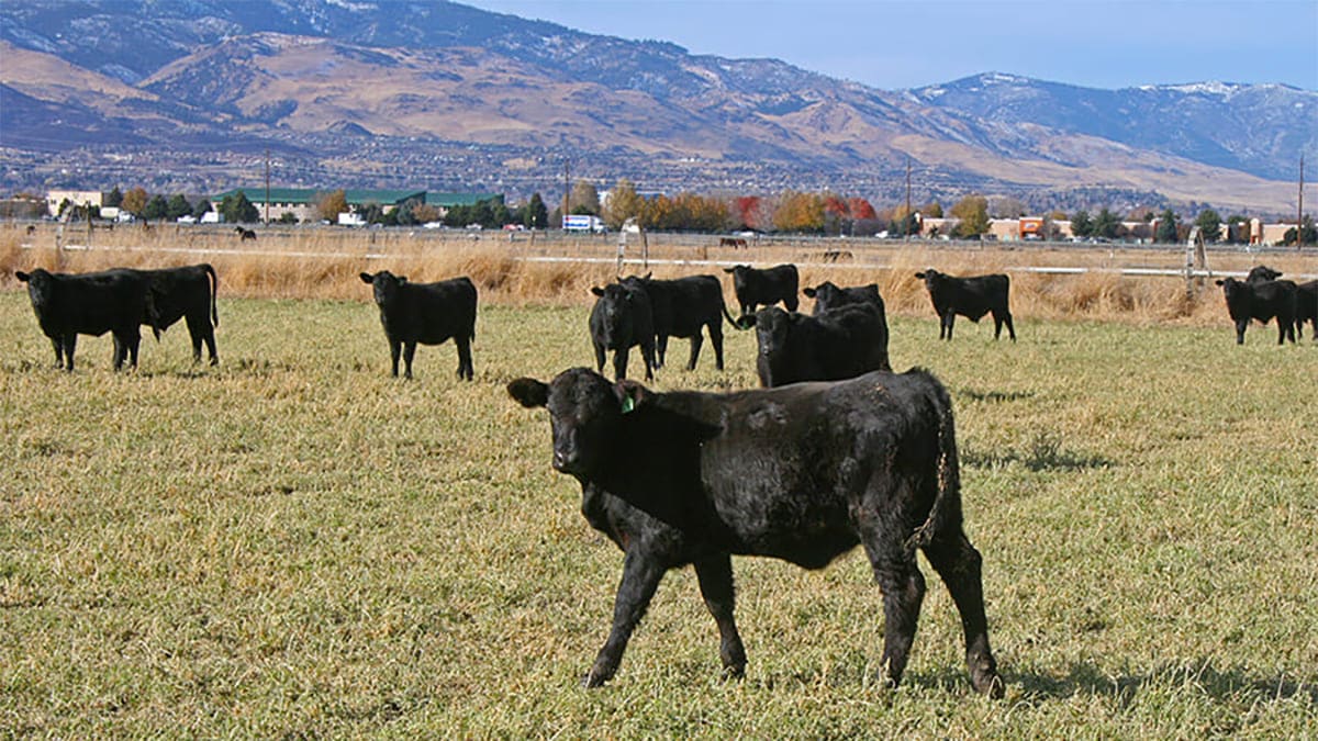 cattle grazing in field