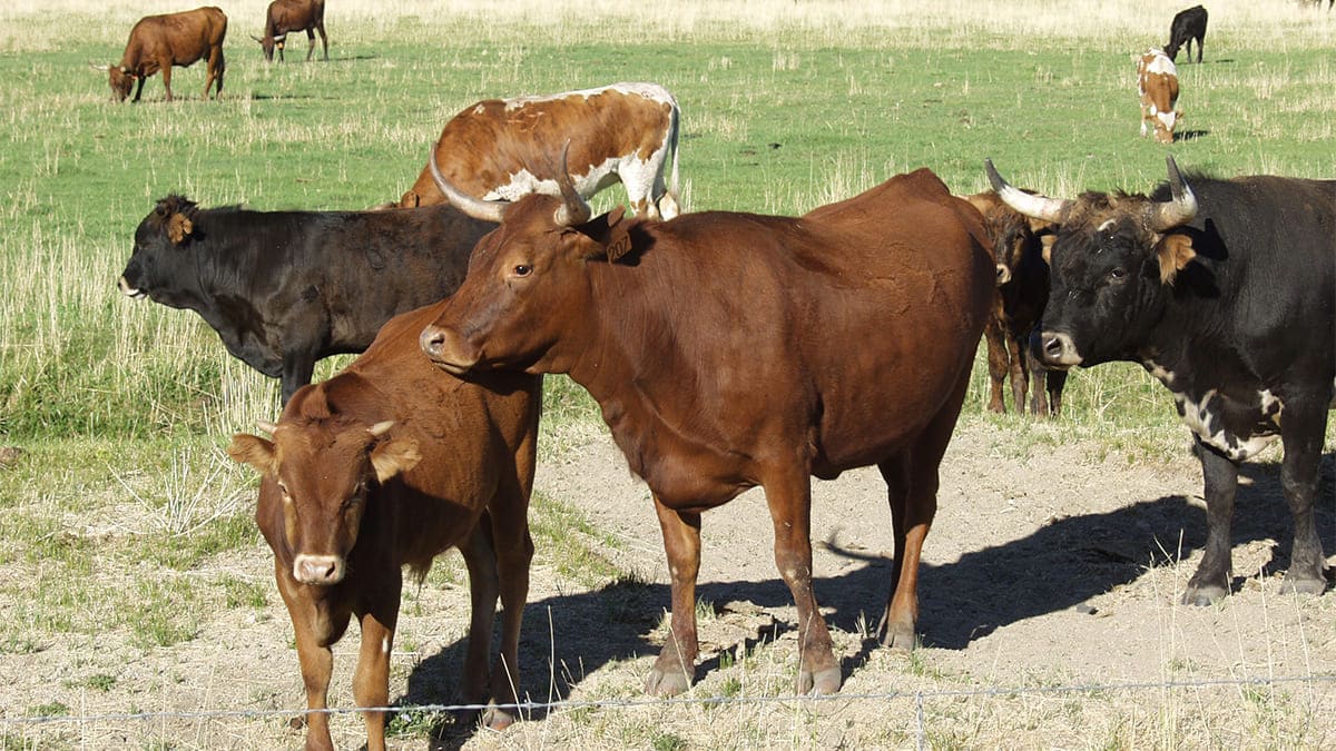 Cattle grazing on a ranch.