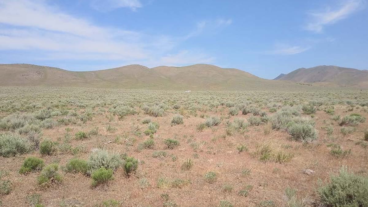 A field of cheatgrass.