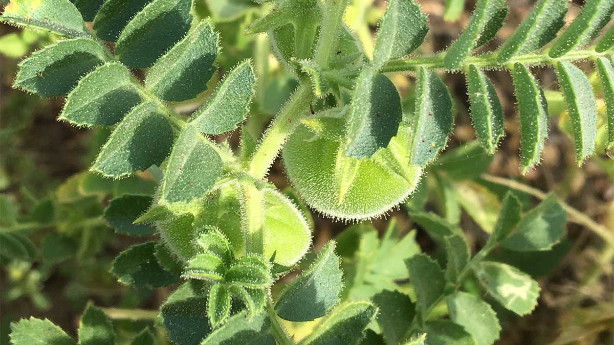 chickpea plant