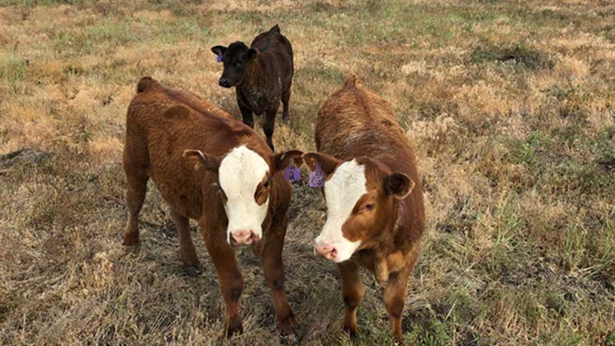 Cows grazing in a field.