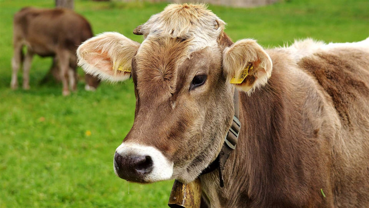 Brown dairy cow wearing a cowbell