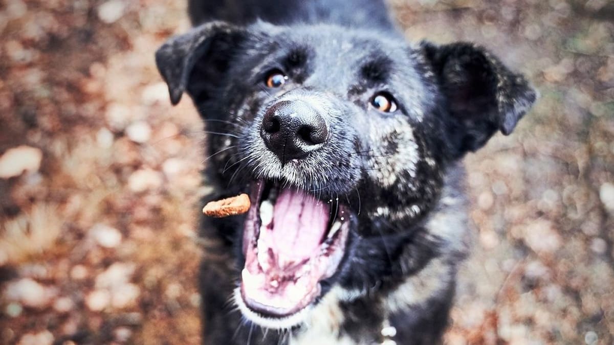 black dog catching a snack