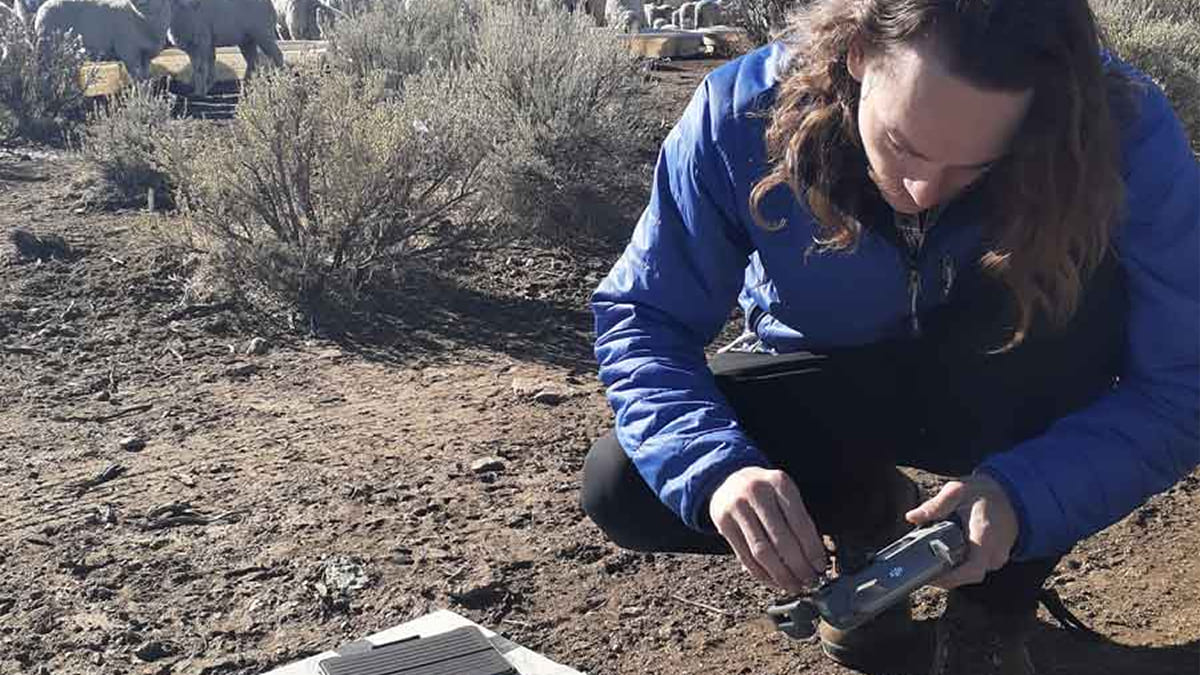 Drones can be used to effectively gather data from pastures, which are used to help contain cheatgrass.