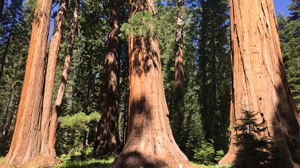 giant sequoia grove.