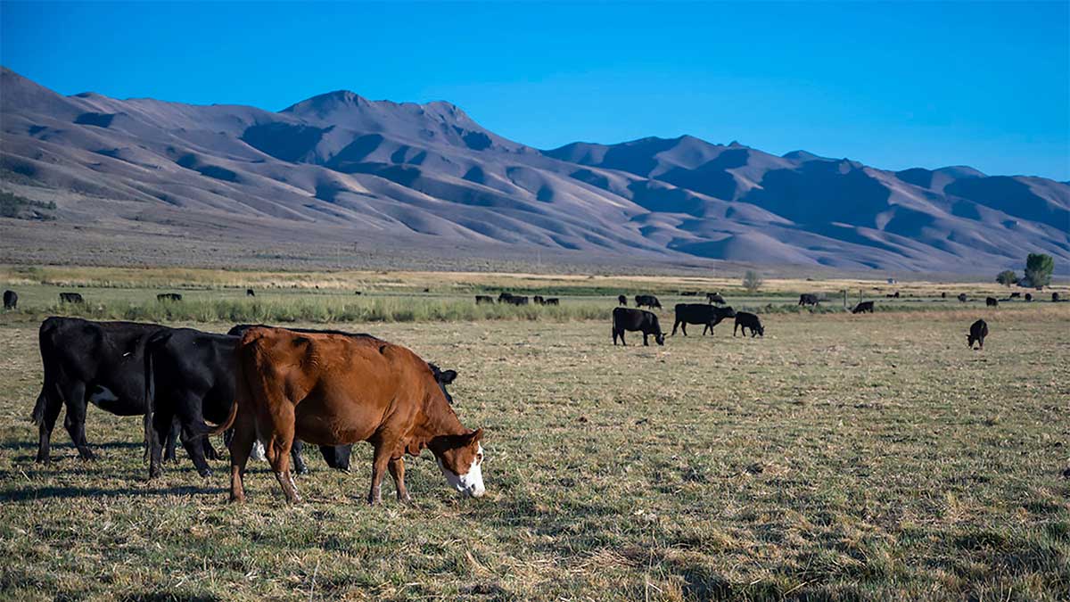 Cattle grazing at the Gund Ranch Experiment Station facility.