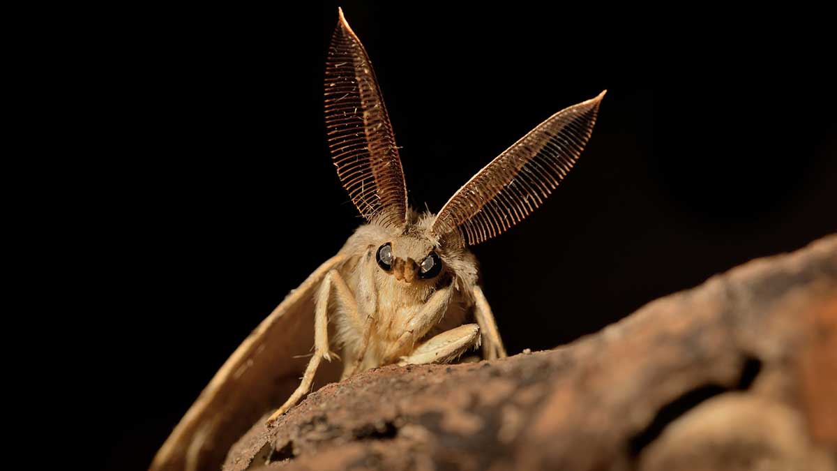 gypsy moth