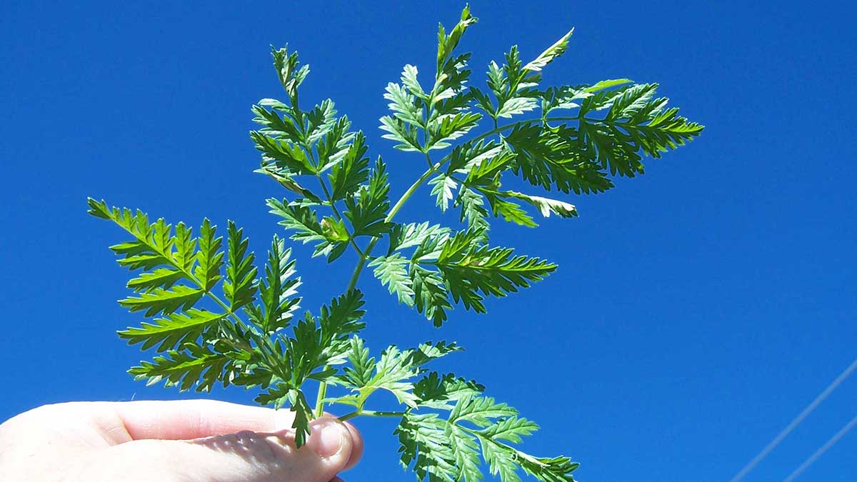 A hand holding a poison hemlock leaf up to a clear blue sky