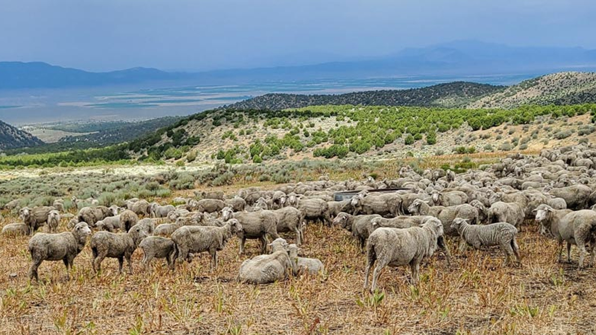 Sheep on the range.