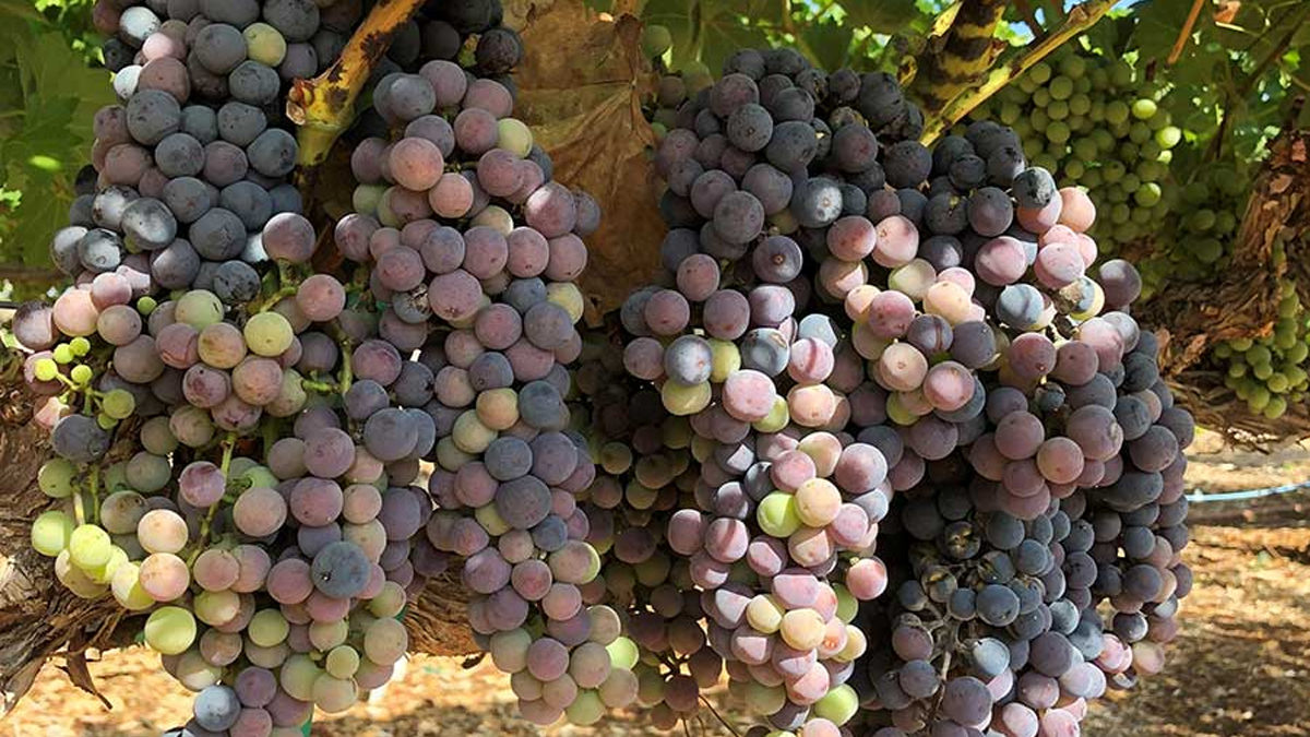 Bunches of grapes on a vine.