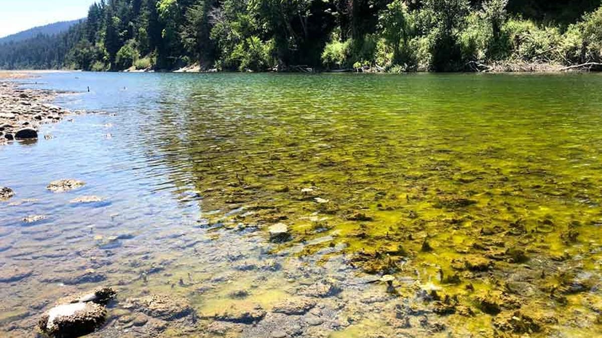 Potentially toxic algae pools growing on a riverbed.