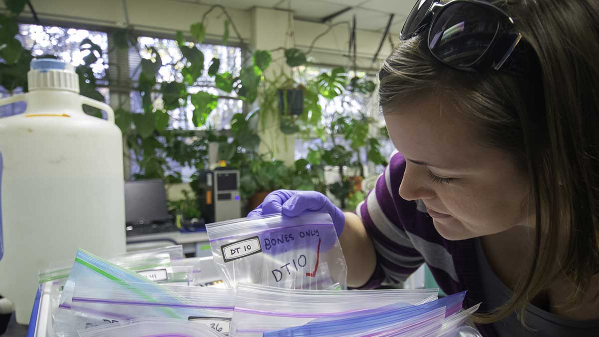 Sarrah Dunham-Cheatham in a lab, sunglasses perched atop her head, holding a Ziplock-bagged pet food sample in one purple-gloved hand. In the background, green vining houseplantplants web the windows of her lab.