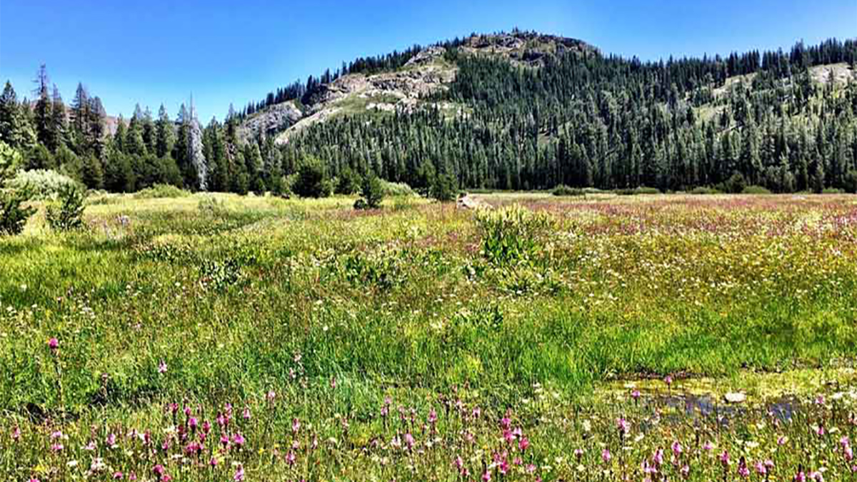 A grassy, green meadow featuring wildflowers in bloom lies in the foreground, behind which pine-tree-covered foothils and Sierra Nevada mountains tower under a clear blue sky.