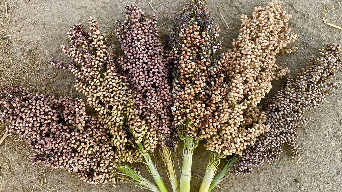 Stalks of different varieties of sorghum arranged in a colorful earth-toned boquet.