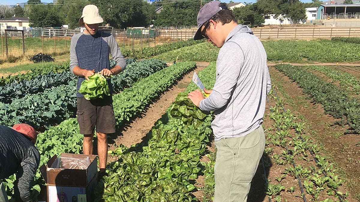 Taylor Hollaway harvesting vegetables