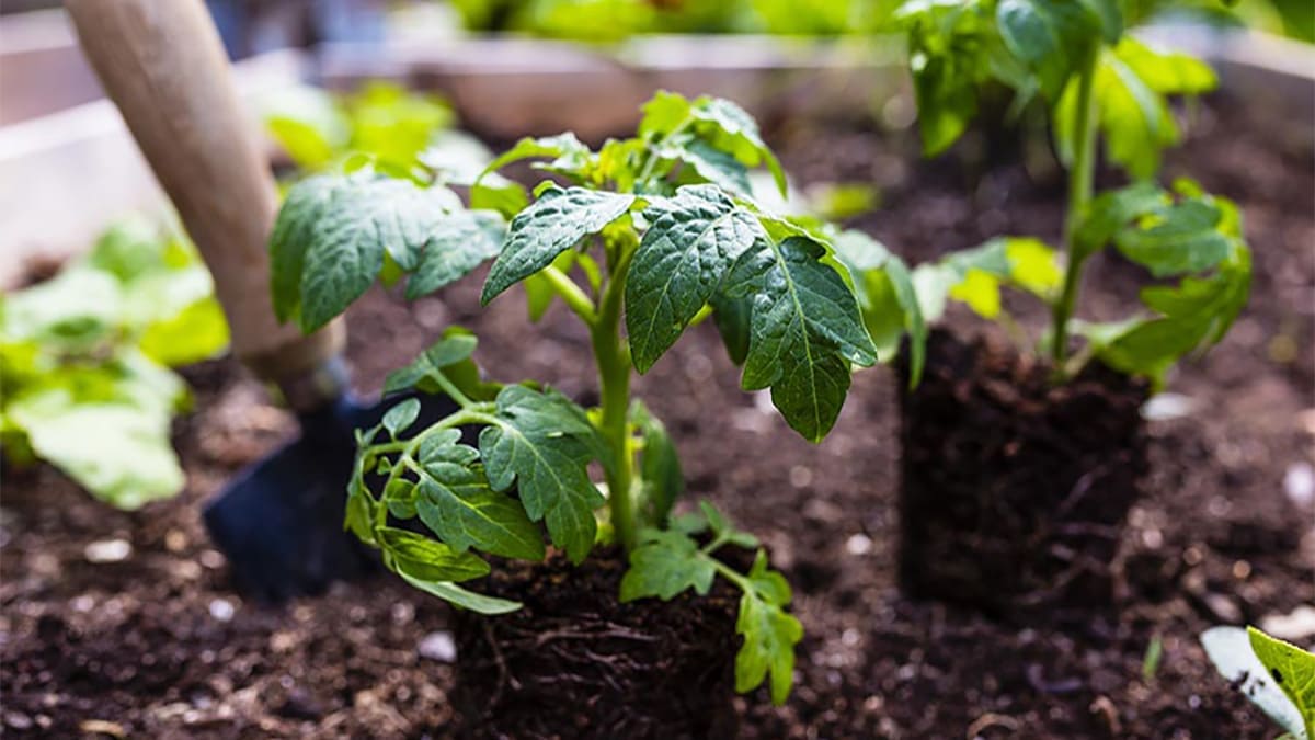 Two vibrant green tomato plants ready for planting sit near a spade in a raised garden bed full of rich soil.