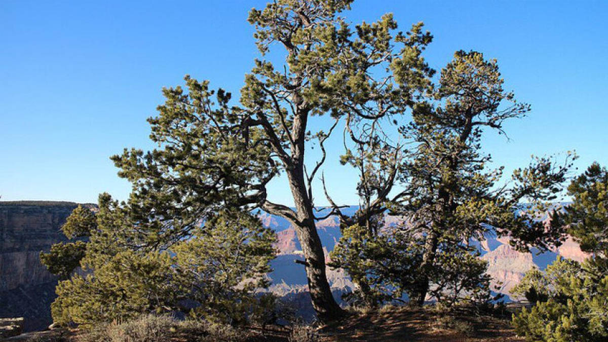 Several trees and bushes overlooking the scenery of the Grand Canyon.