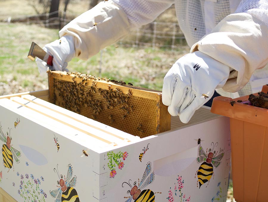 Beekeeper tending to beehive