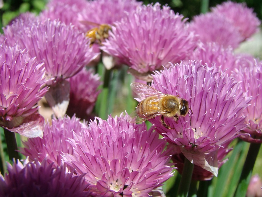 Two bees on chive flowers.