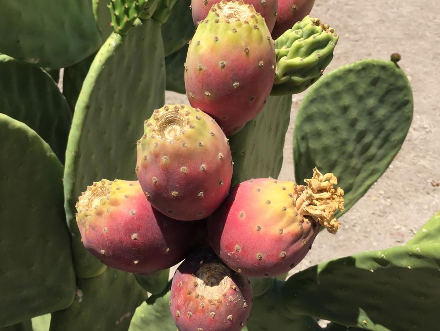 Fruit growing on an opuntia ficus indica plant.
