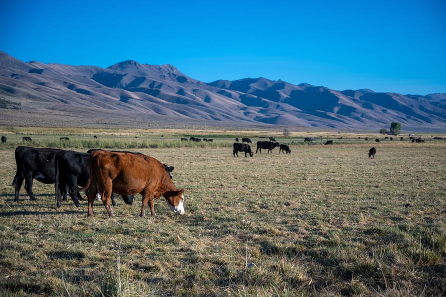 A herd of cattle grazing fields on a ranch in Nevada.