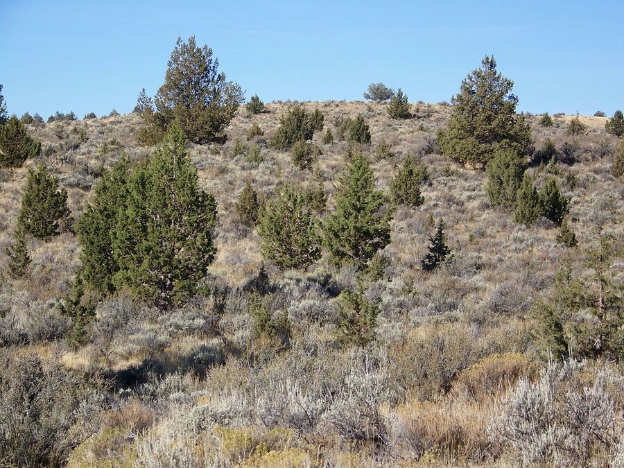 Group of early to mid stage juniper trees.