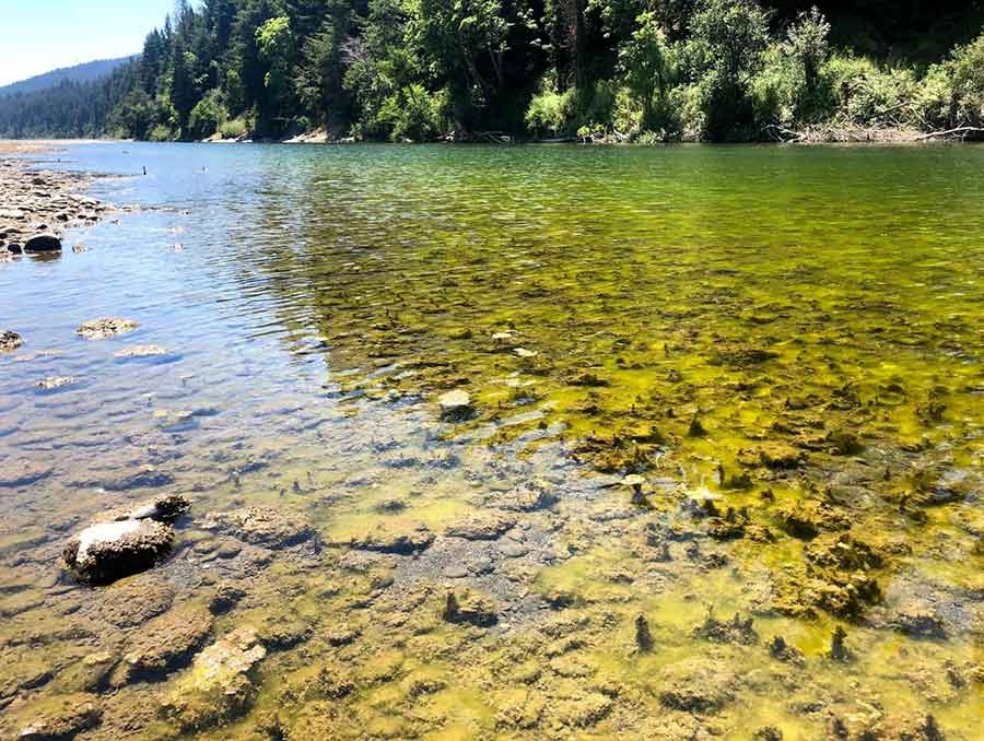 Algae in the eel river.