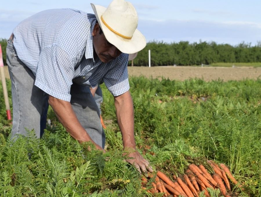 Farmer harvesting carrots.