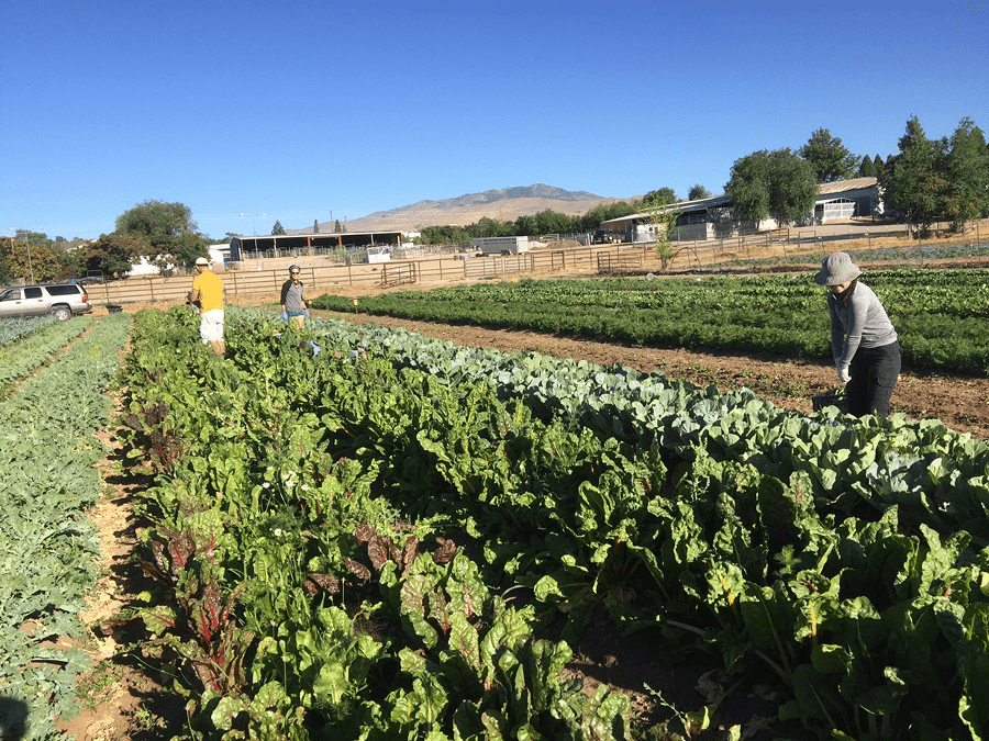 3 people working outside at the University farm.