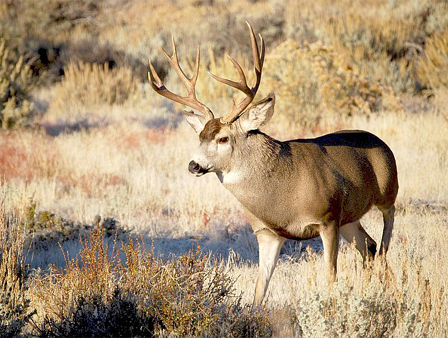 Mule deer moving through tall grass.