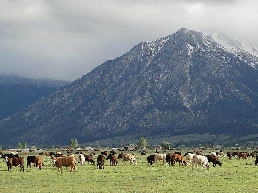 Cattle grazing with mountain in the background.