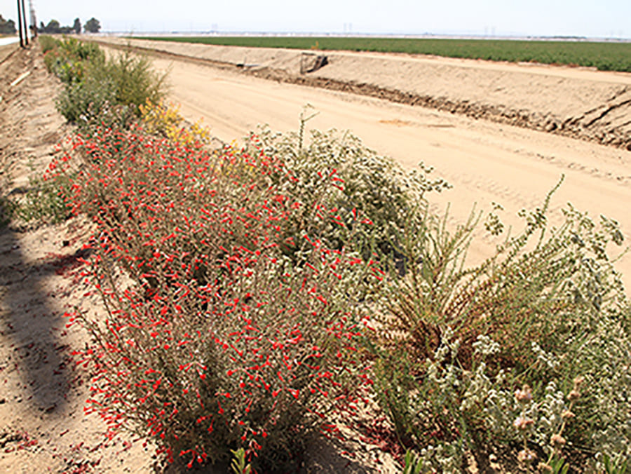 Hedgerow along farmland.