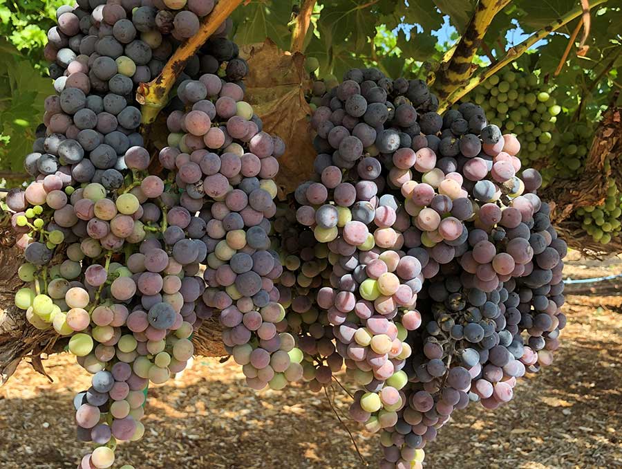 Bunches of grapes on a vine.