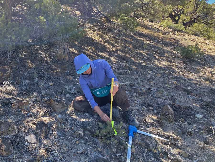 Student measuring a tree sapling in the forest.