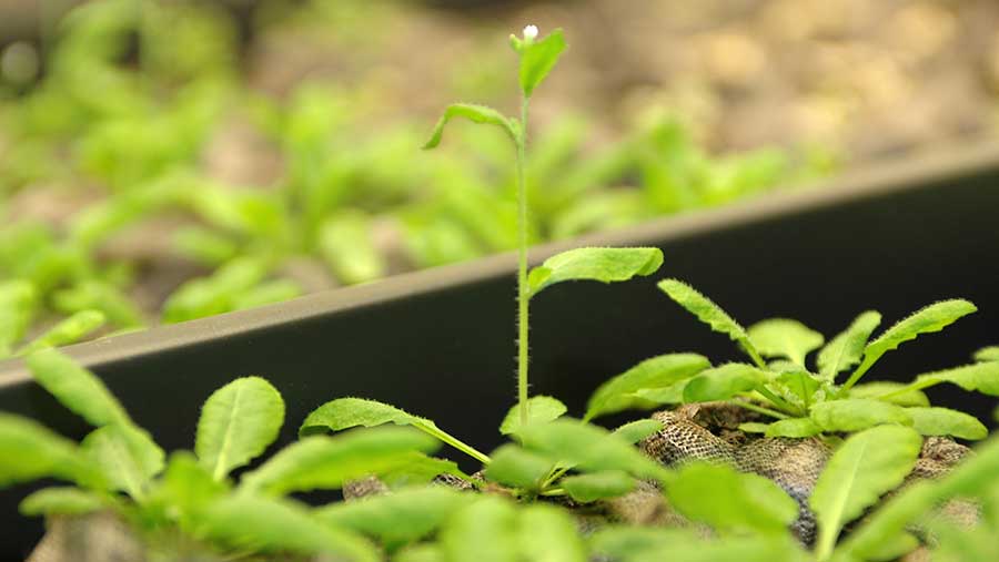 Thale Cress plant