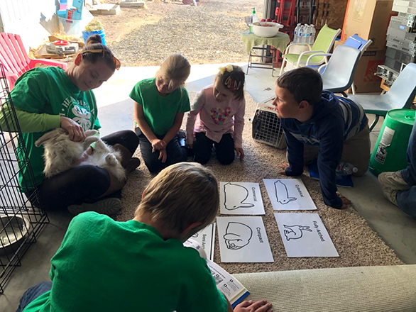 4-H youth looking at a rabbit and flashcards of different rabbit types