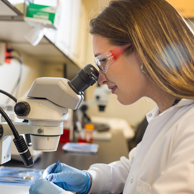 A researcher looks through a microscope at a sample