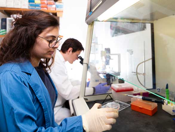 A graduate student looks through a microscope in the background while another student in the foreground puts samples in a fume hood