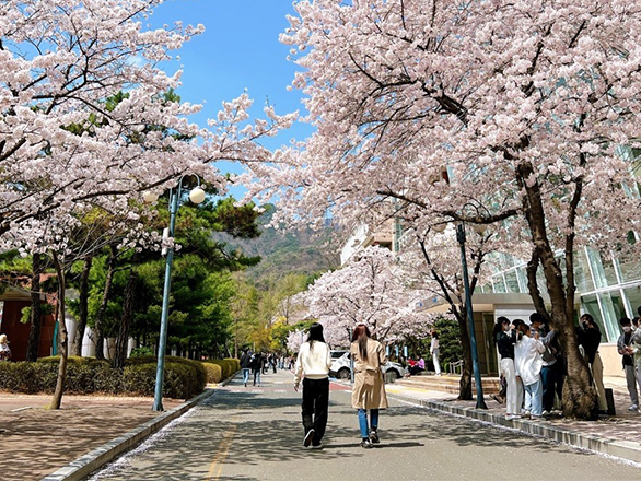 Two girls walk on a road bordered by cherry blossom trees