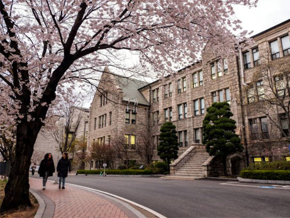 Two people walking on a sidewalk underneath a cherry blossom tree.