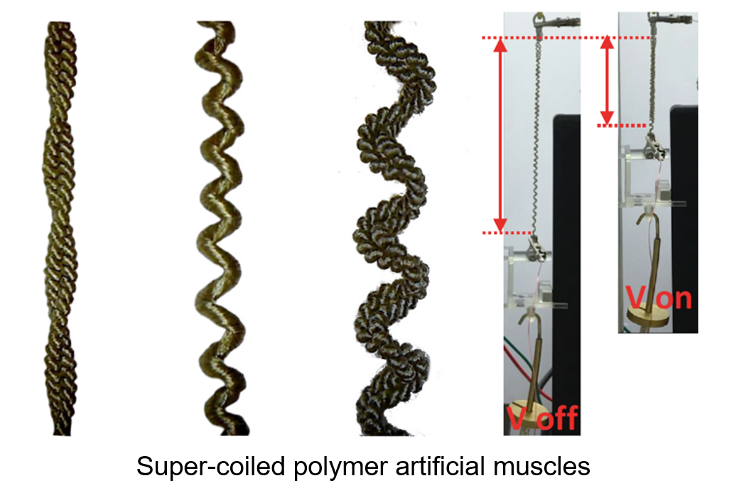 Large and strong artificial muscle using helically wrapped supercoiled polymers 