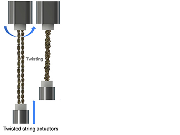 Illustration of the compliant super-coiled polymer (SCP)-based twisted string actuator (TSA) that changes electrical resistance when in operation.