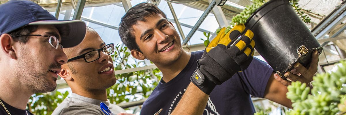 Three researchers examining plants in a greenhouse.