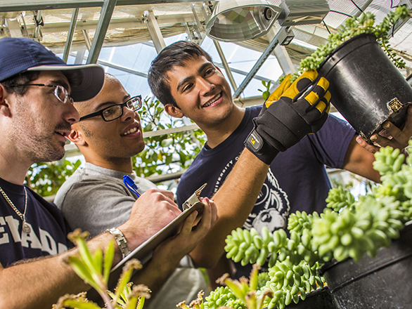 Three researchers examen a plant inside of a greenhouse.