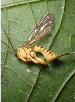 An adult parasitoid reared from a host.