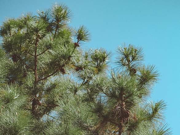 The top branches of a pine tree against a cloudless blue sky.