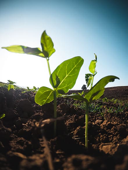 Seedling plant growing up out of the dirt with the sun behind it