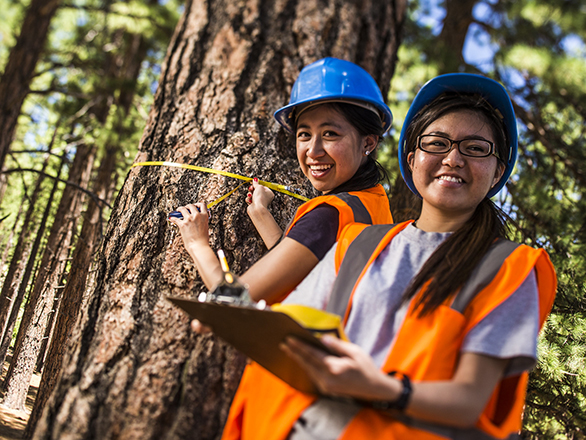 Two field researchers wearing safety equipment are conducting research with large pine trees.